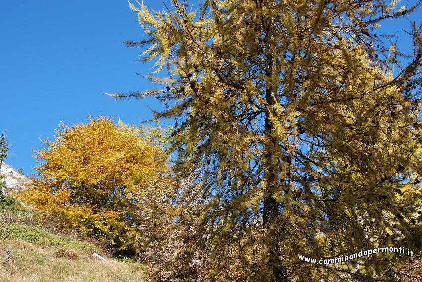 09 12618 Larici.JPG